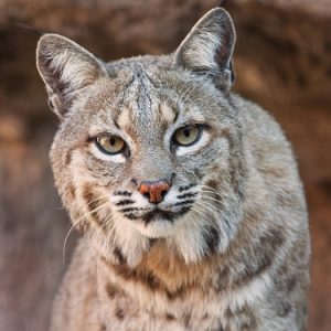 Predator