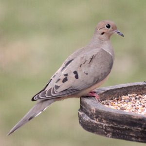 Dove