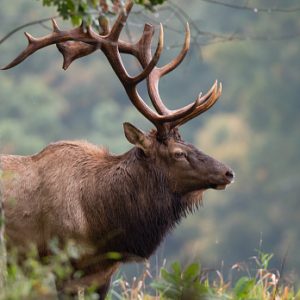 Elk
