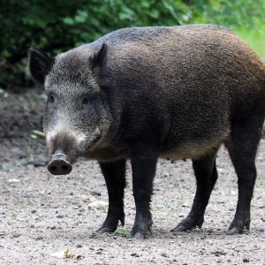 Hog