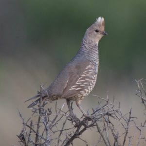 Quail